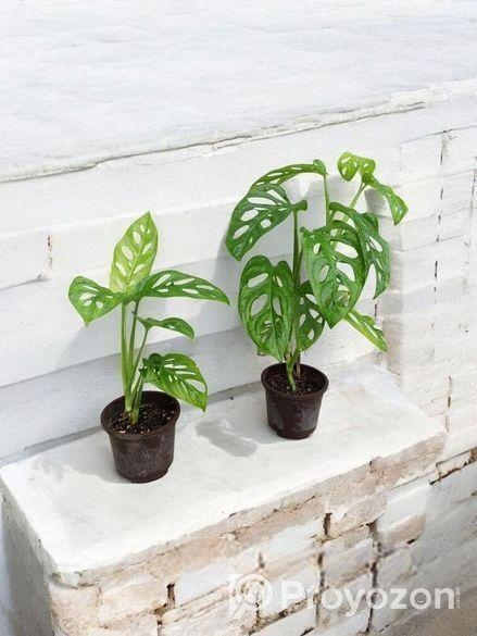 মন্সটেরা