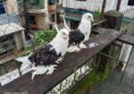 ফ্রিলব্যাক কবুতর রানিং জোড়া