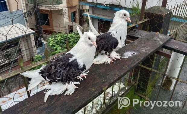 ফ্রিলব্যাক কবুতর রানিং জোড়া