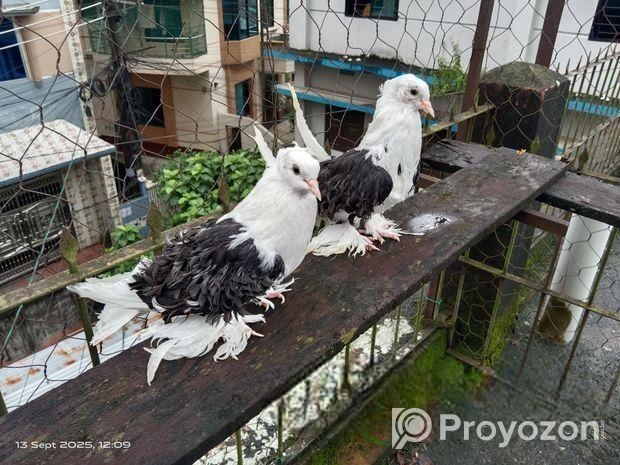 ফ্রিলব্যাক কবুতর রানিং জোড়া