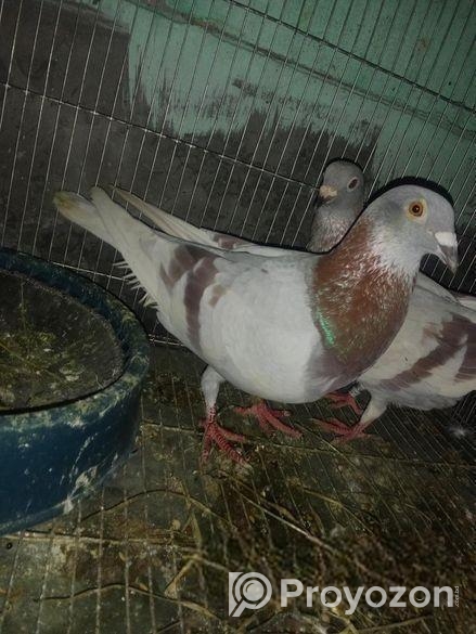 রানিং মিলি রেসার