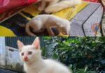 Mix Breed Cat