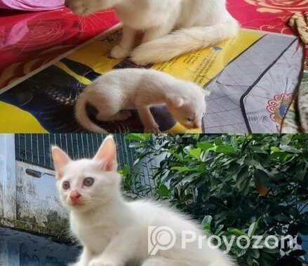 Mix Breed Cat