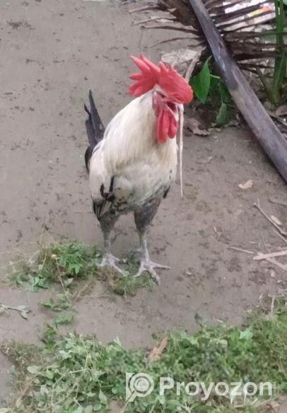 ফাওমি মোরগ (বড় মোরগ)