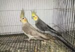 Grey Cockatiel