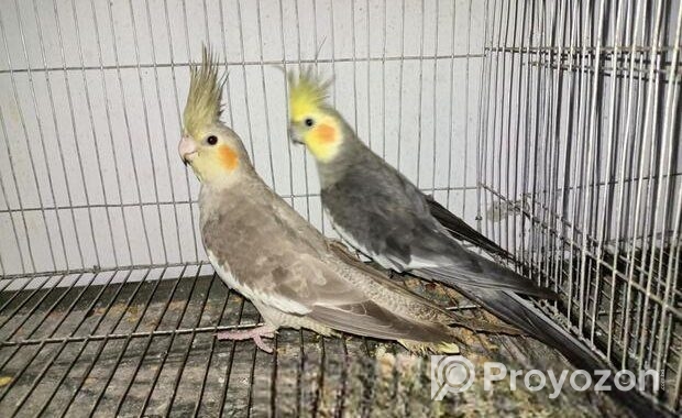 Grey Cockatiel