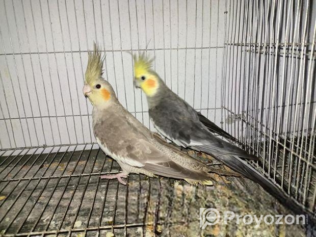 Grey Cockatiel