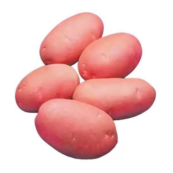 ফ্রেশ লাল আলু