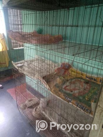 পাখির খাঁচা