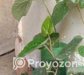 fitted-40_2025-09-02_10-44-52