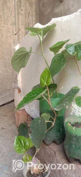 চুঁইঝাল ও পান গাছের চারা