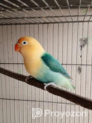 লাভবার্ডস