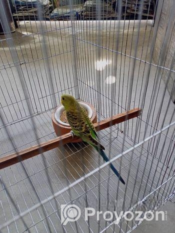 বাজিগার পাখি ২পিছ