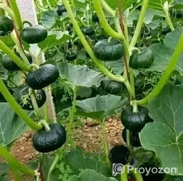 জাপানি হাজারী পামকিন মিষ্টি কুমড়ার বীজ
