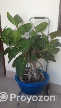 কাঠালি বট গাছ