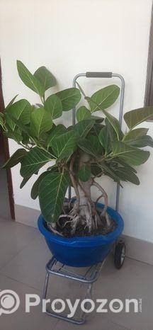 কাঠালি বট গাছ