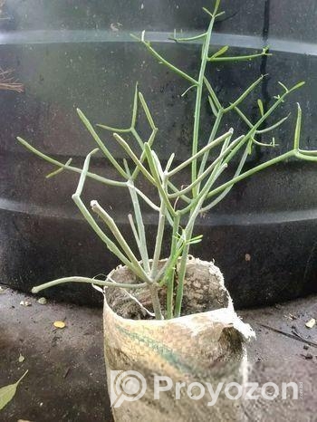 পেন্সিল ক্যাকটাস