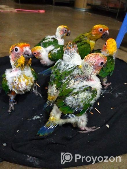 সানকনুর টেমসাইজ বাচ্চা বিক্রি করা হবে।