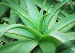 এলোভেরা পাতা/Alovera