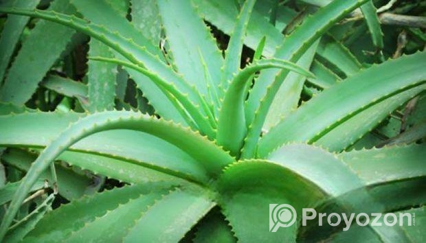 এলোভেরা পাতা/Alovera