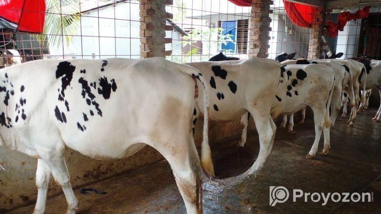 ৩০০ ৬ টি বকনা অল্প দামে কিনুন।