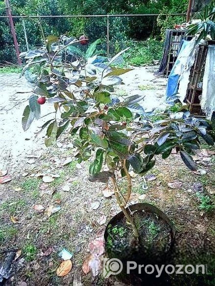 Rubi Longan Tree রুবি লংগান গাছ