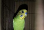 বাজরিগার Budgerigar