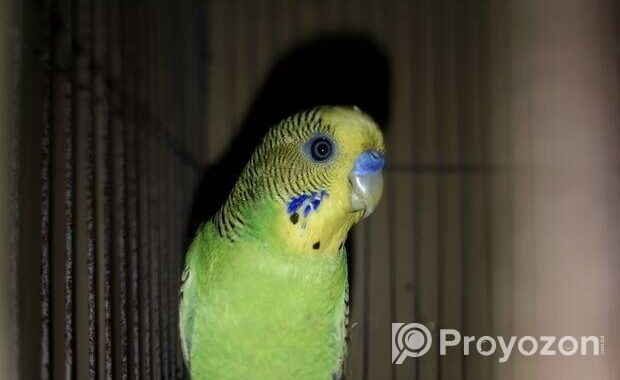 বাজরিগার Budgerigar
