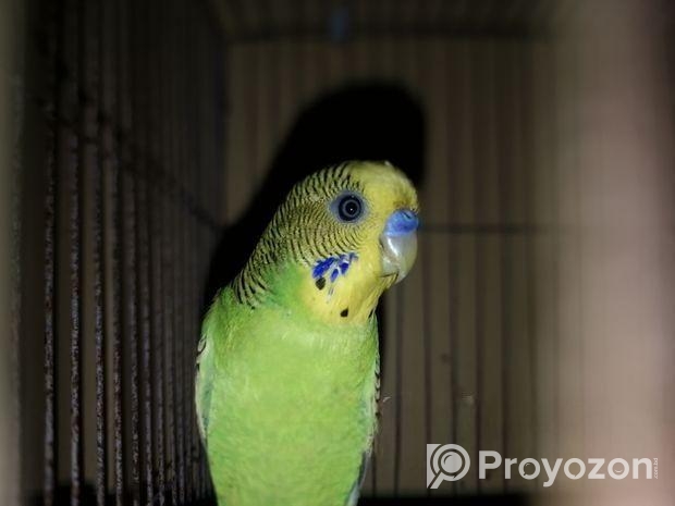বাজরিগার Budgerigar