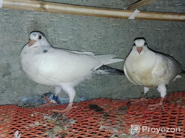 সব গুলো ভালো মানের কবুতর