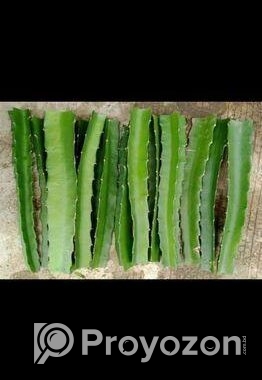 ড্রাগন গাছের চারা