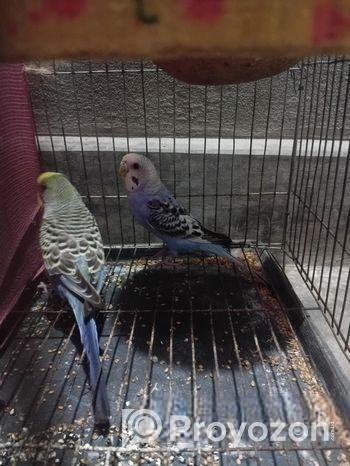 বাজরিকা রানিং জোড়া