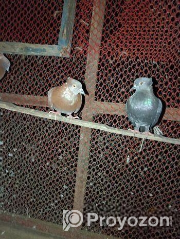 গোবিন্দ ককা কবুতর জোড়া