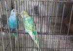 রানিং বাজরিকা পাখি ডিম সহ