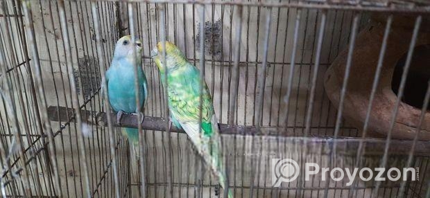 রানিং বাজরিকা পাখি ডিম সহ