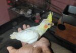 লুটিনো কোকাটেল সেল ফিড বাচ্চা