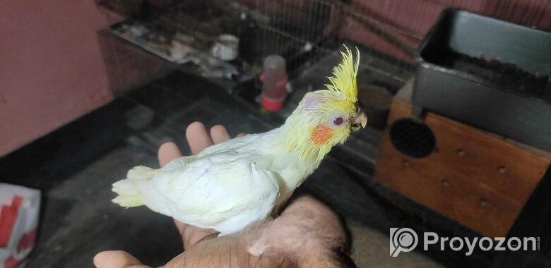 লুটিনো কোকাটেল সেল ফিড বাচ্চা