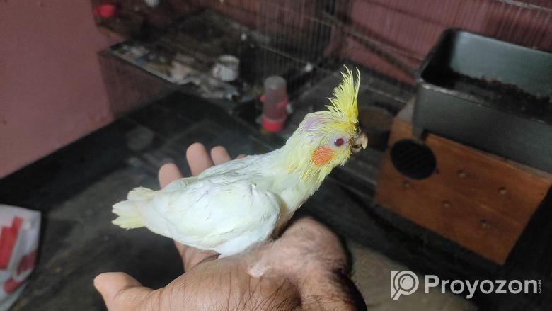 লুটিনো কোকাটেল সেল ফিড বাচ্চা