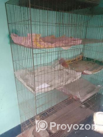 পাখির খাঁচা