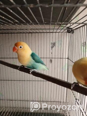 লাভবার্ডস