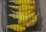লুটিনো রেড আই বাজীগর পাখি