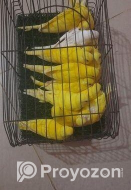 লুটিনো রেড আই বাজীগর পাখি