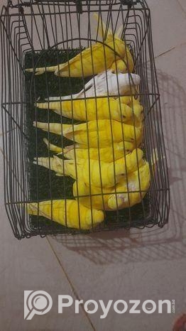 লুটিনো রেড আই বাজীগর পাখি