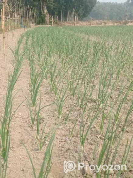 পরীক্ষিত উন্নত ফলনশীল কিং পিঁয়াজ এর বীজ