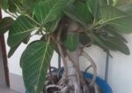 কাঠালি বট গাছ