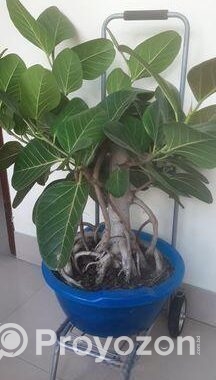 কাঠালি বট গাছ