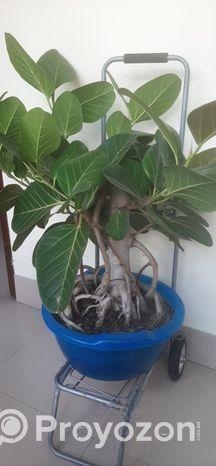 কাঠালি বট গাছ