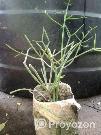 পেন্সিল ক্যাকটাস