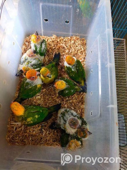 সানকনুর টেমসাইজ বাচ্চা বিক্রি করা হবে।