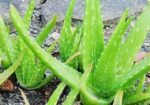 এলোভেরা পাতা/Alovera